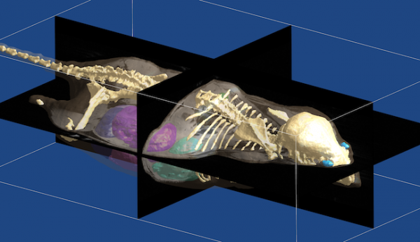 Pregnant C57BL/6N mouse with 10 embryos.